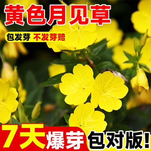 黄花月见草种子四季播开花易成活