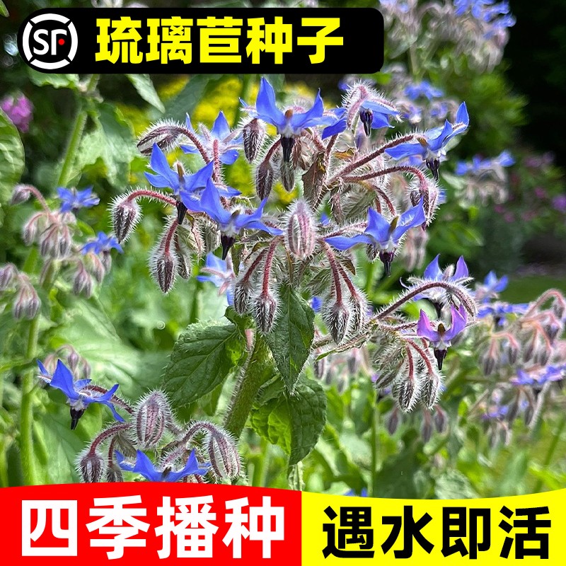 琉璃苣籽四季种植开花易活盆栽苗花种籽孑阳台庭院可食用蔬菜种子
