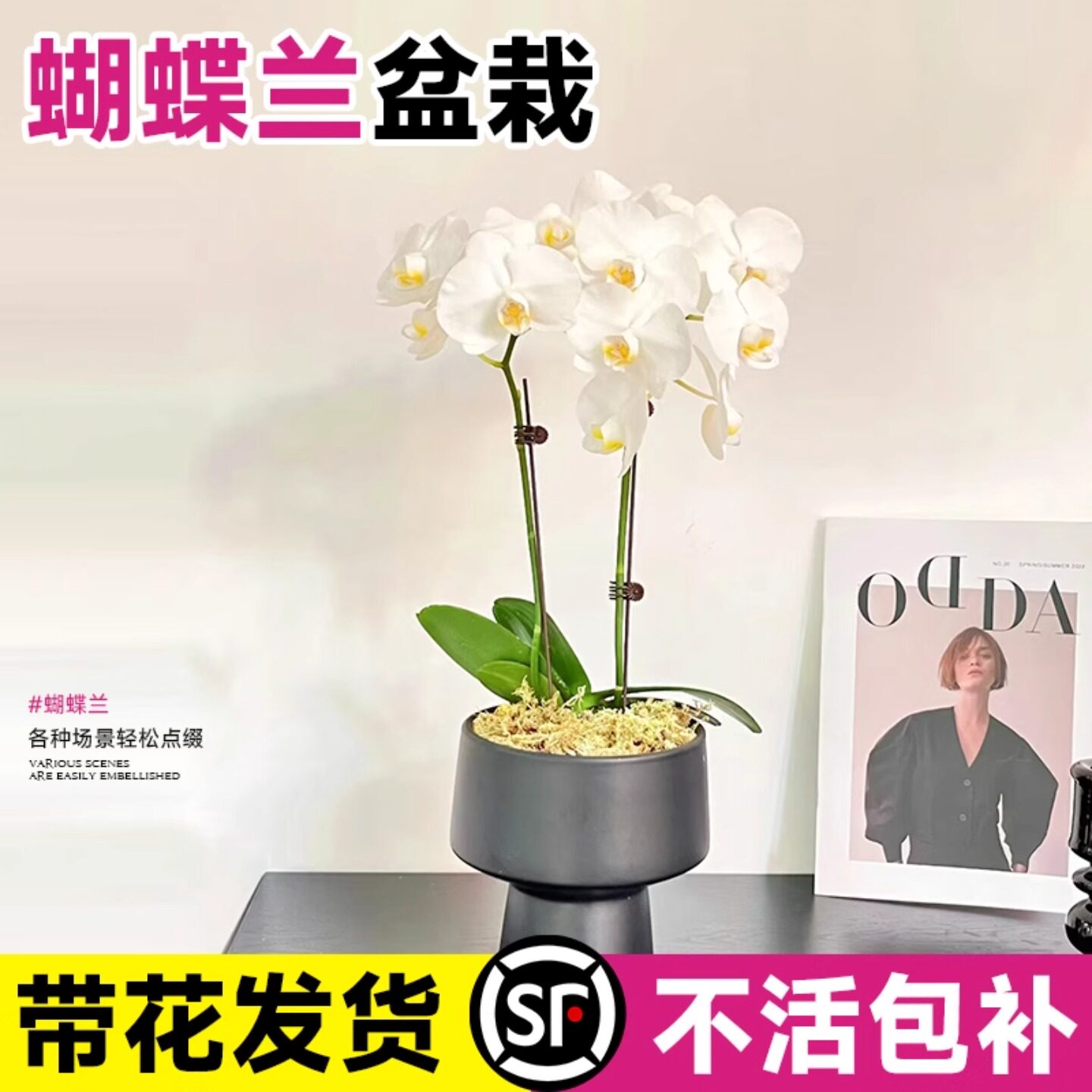 蝴蝶兰花苗鲜花卉盆栽带花苞双剑