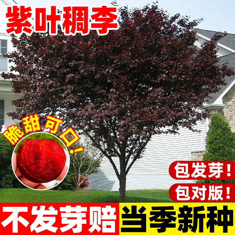 紫叶稠李种子林木种子李子树种子四季播红叶李种种子红叶稠李种子