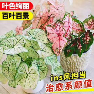 彩叶芋盆栽室内好养水培植物粉色飞溅海芋竹芋类彩色花卉绿植大全