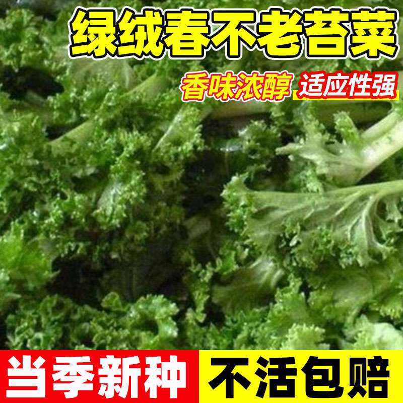 绿绒春不老苔菜种籽盆栽蔬菜种子