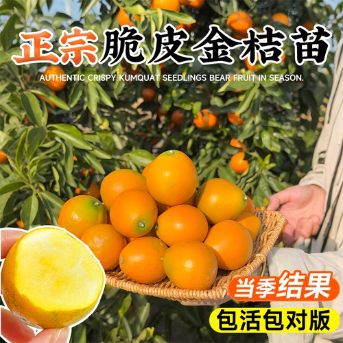 脆皮金桔树盆栽带果土球发