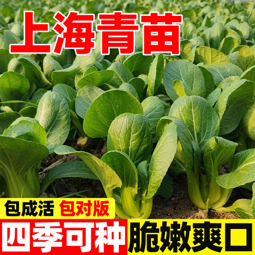 四季耐寒耐热阳台盆栽庭院地栽