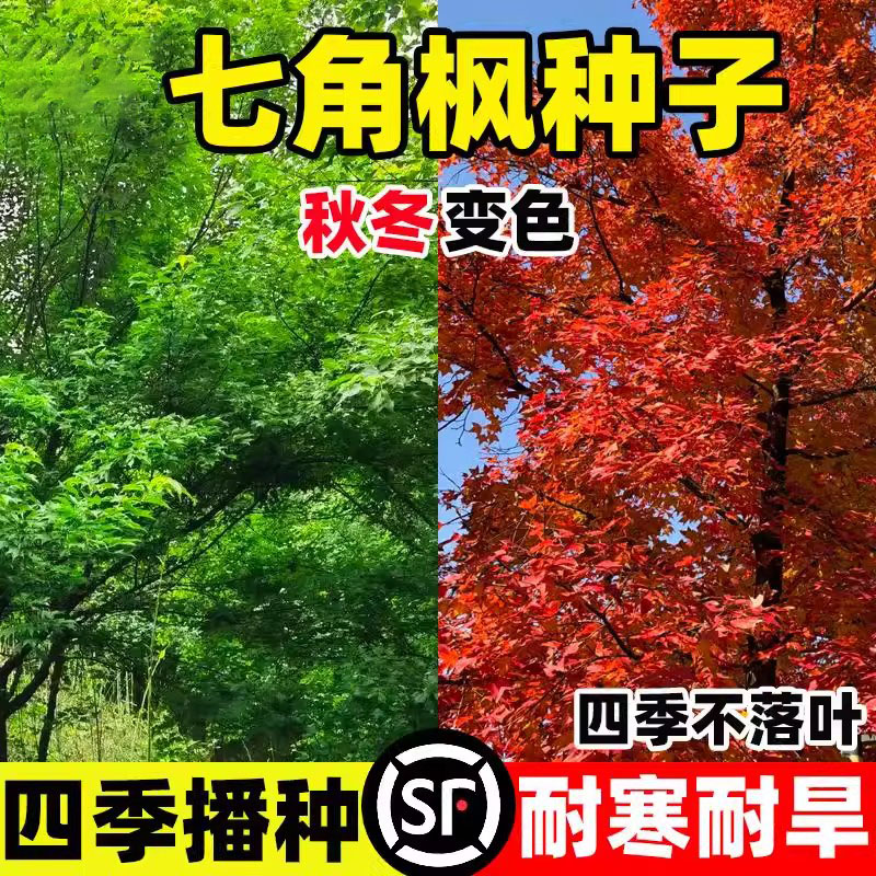 七角枫种子五角枫庭院易活室外