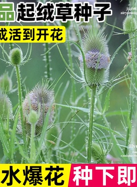 起绒草种子观赏景观拉毛果刺芹儿川续断然草籽干切花阳台庭院盆栽