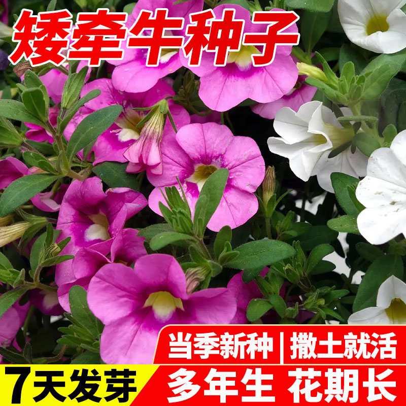 牵牛花种孑四季播开垂吊喇图片