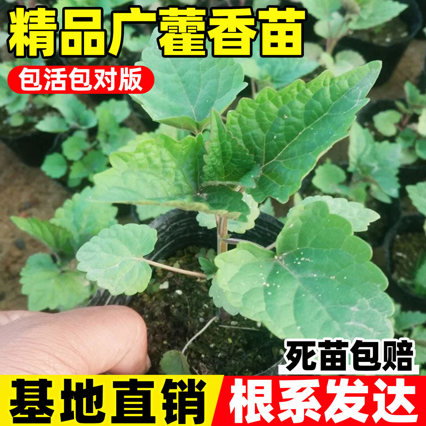 广藿香苗中草药绿植盆栽食用药用广藿香树苗室外庭院阳台种植藿香