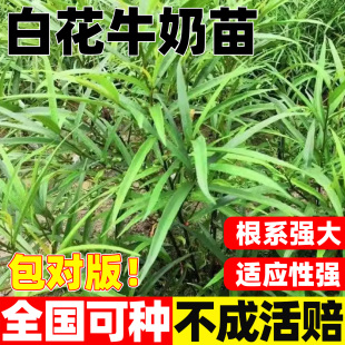 白花牛奶根树苗煲汤猪脚饭香料会昌牛奶子根全缘琴叶榕五指毛桃苗