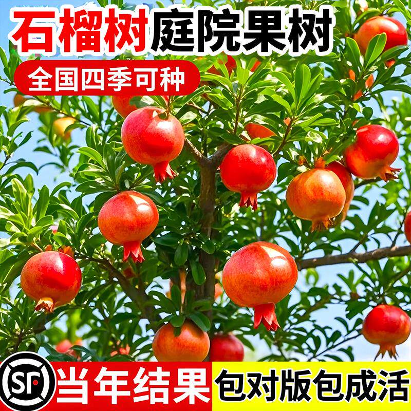 石榴树庭院果树树苗突尼斯软籽无籽特大带土果苗蒙阳盆栽庭院水果