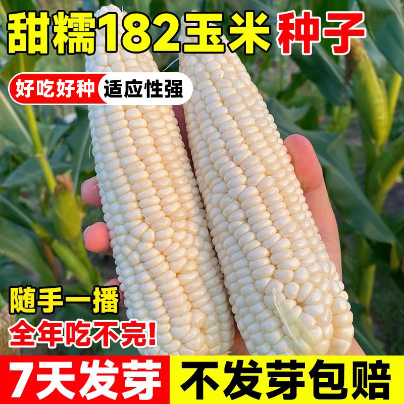 甜糯182玉米种子超甜白玉米种