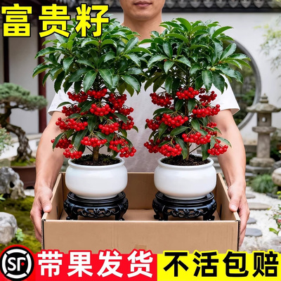 富贵籽盆栽带果金玉满堂黄金万两