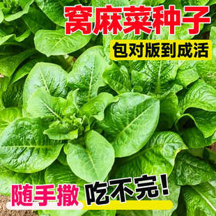 窝麻菜种籽子四川特色叶用莴苣麻菜种籽超好吃易成活甜脆蔬菜种子
