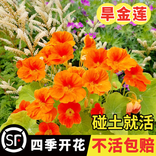 新采旱金莲种子花庭院荷籽