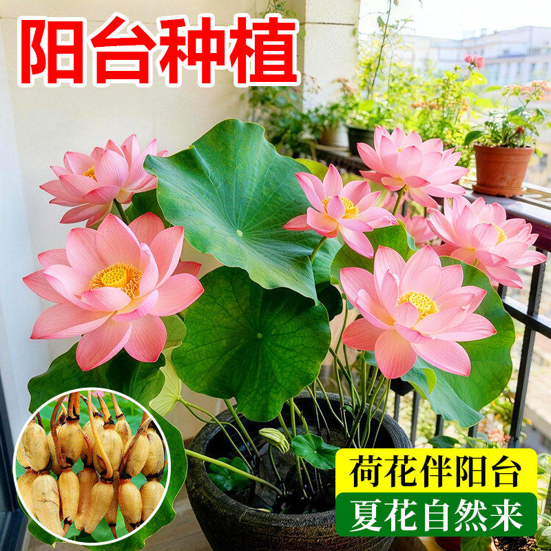 荷花水培植物藕种藕苗种子庭院大型观赏莲花盆栽池塘好养水养碗莲