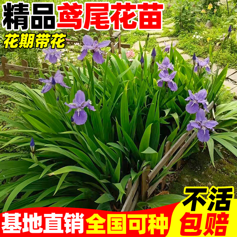 鸢尾花盆栽德国鸢尾花苗蝴蝶兰花