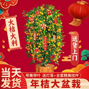 四季金桔树盆栽可食用新年室内橘子果树绿植沙砂糖桔树苗带果花盆