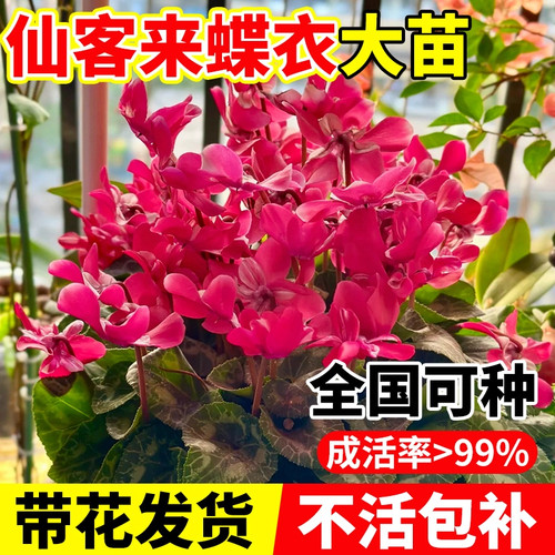 仙客来盆栽带花特大号兔子花卉