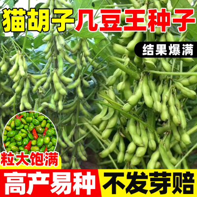 猫胡子几豆王毛豆种子大青豆种孑