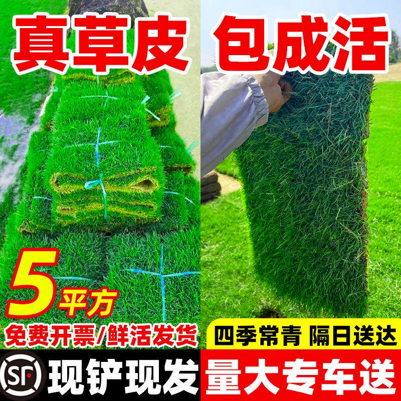 草皮真坪带泥土别墅花园绿