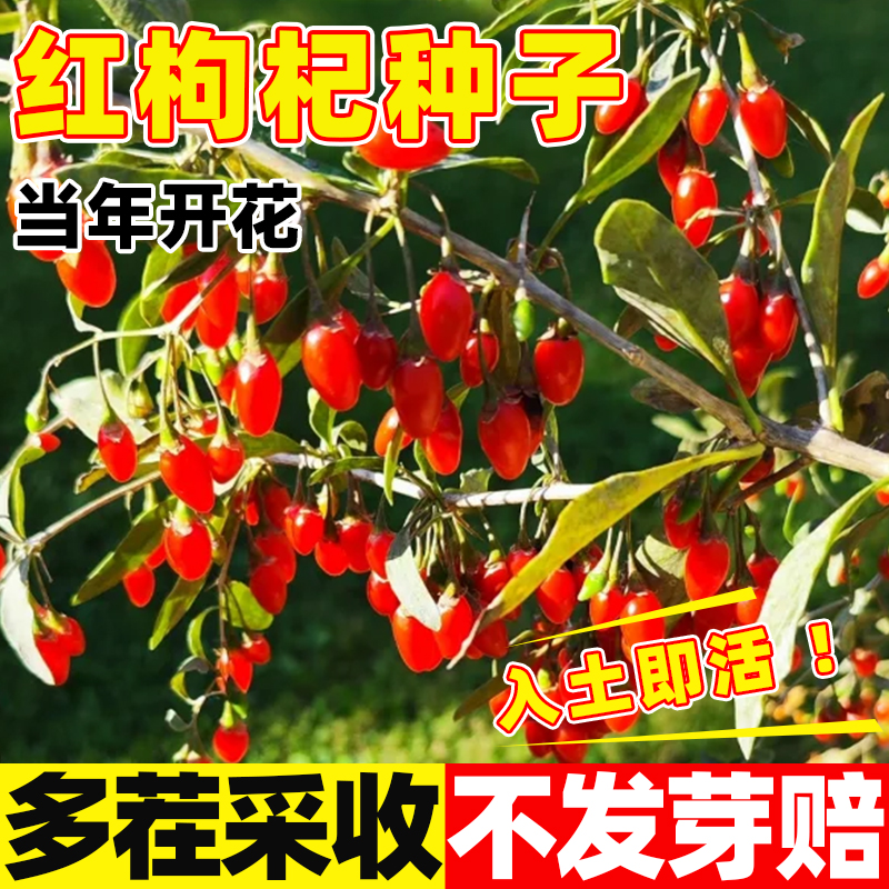 枸杞种子多年生野生红枸杞种籽