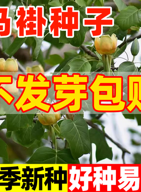 当年新采马褂木树种子鹅掌楸种籽子双飘树种子行道树园林绿化