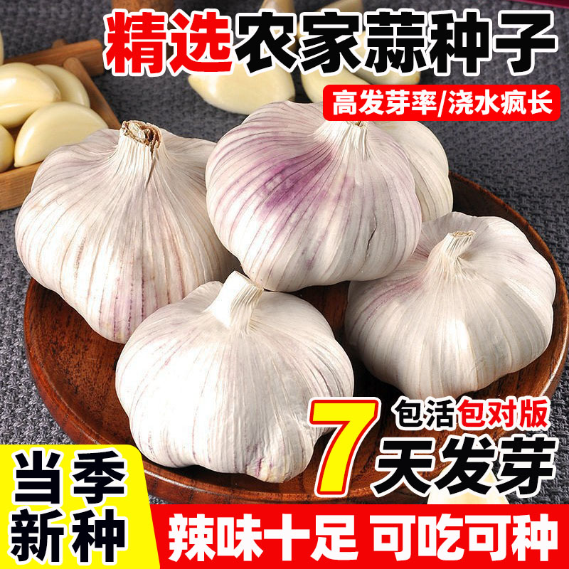 紫皮大蒜种子农家宽叶籽红