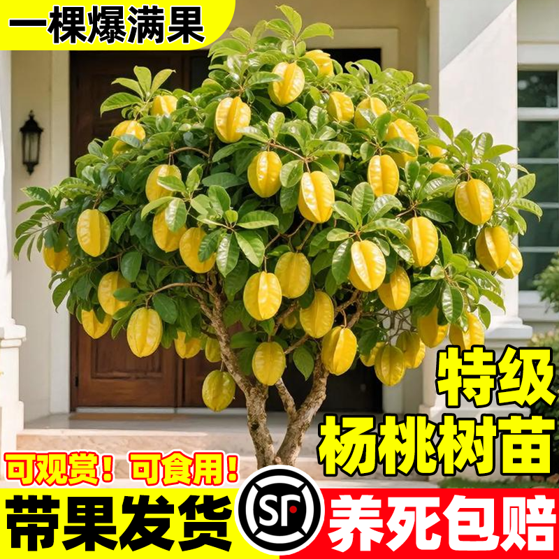 广西甜杨桃树苗清甜无杂味嫁接正