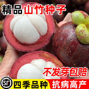 山竹种子四季种植易活高产无籽正宗黄金山竹过阳台庭院盆栽果树苗
