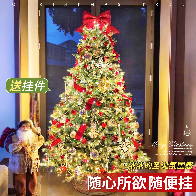 圣诞树真树客厅盆栽挪威云杉树苗