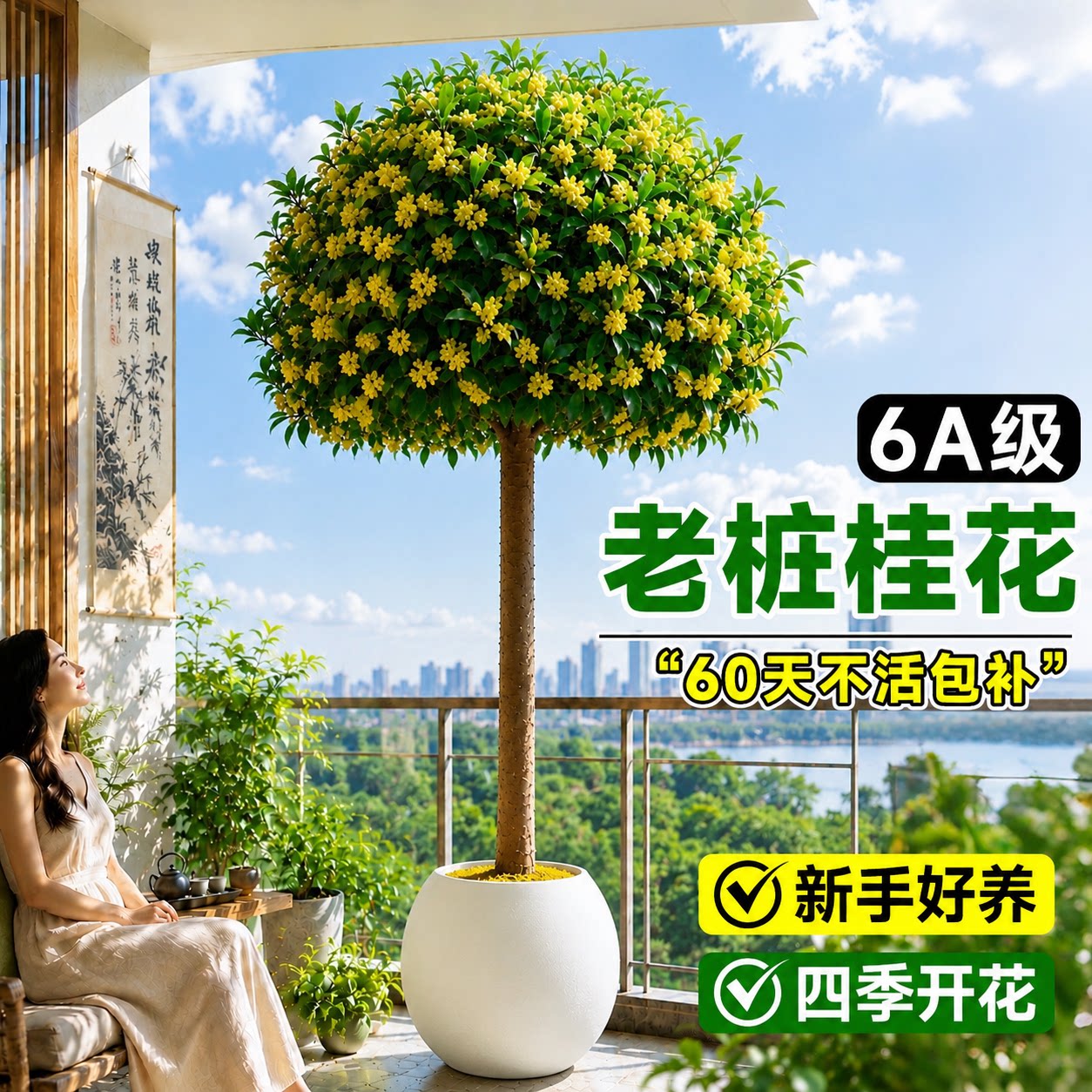 桂花树苗浓香型饱满整齐带土发货