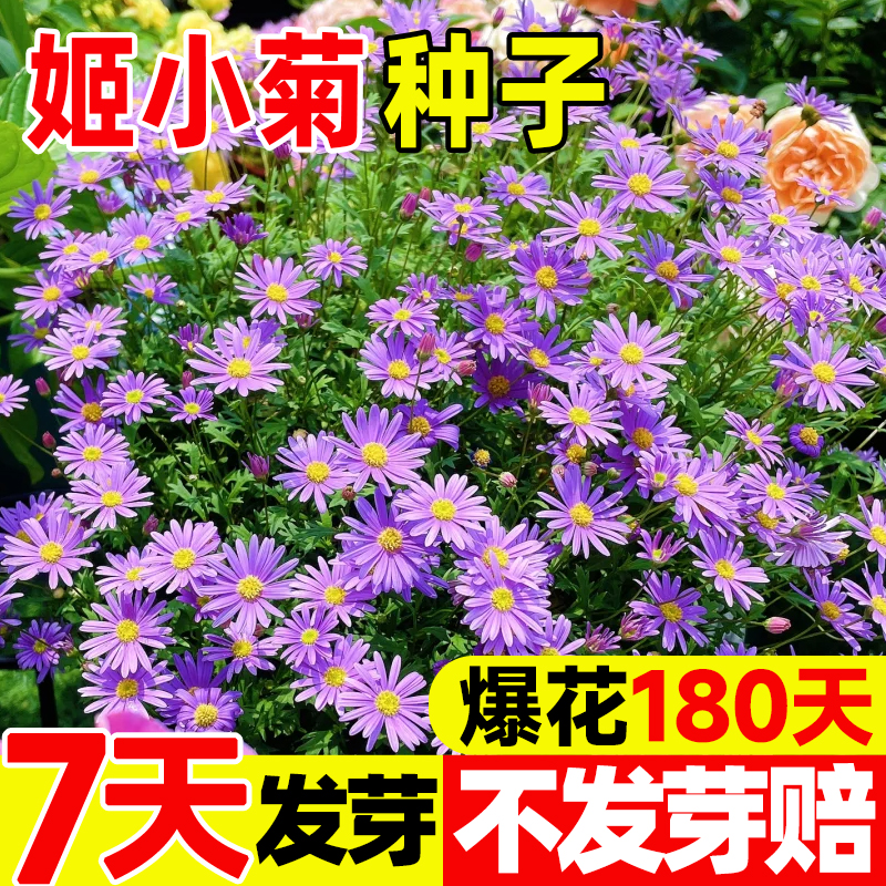 姬小菊种子太阳花花籽四季播种