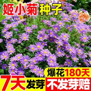 姬小菊种子太阳花花籽四季播种阳台庭院盆栽耐寒多年生花种籽子