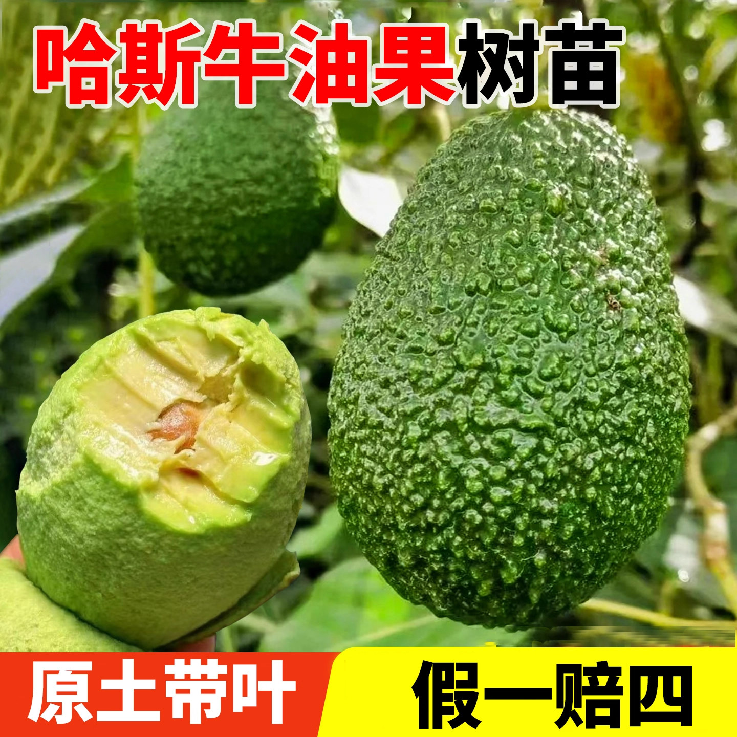 哈斯牛油果树苗南北方种植盆