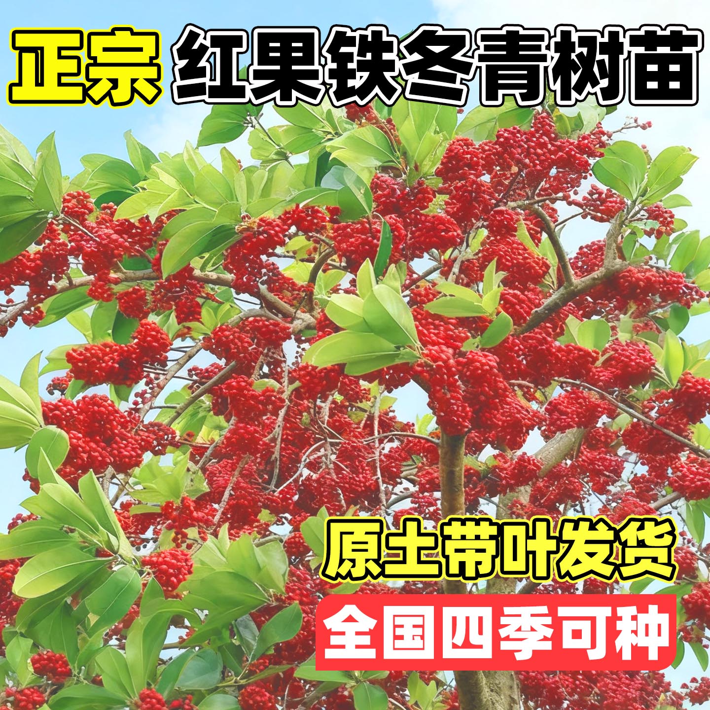 红果铁冬青树苗常绿行道庭院绿化观赏树苗白银木万紫千红树苗盆栽