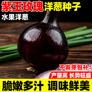 紫玉玫瑰水果洋葱种子紫红皮黄皮高产洋葱圆葱早熟四季蔬菜种籽孑