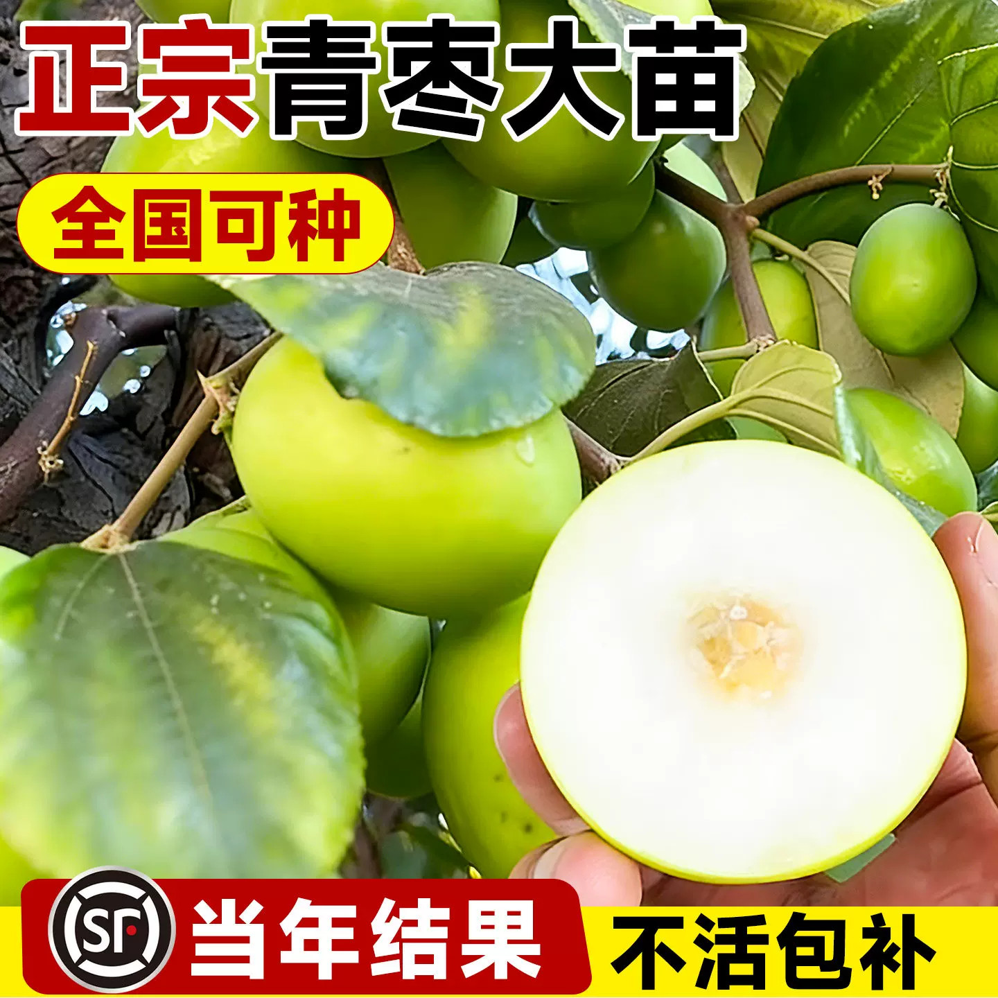 青枣树果苗牛奶枣蜜丝枣嫁接苗南方种植大青枣甜脆枣子苗当年结果