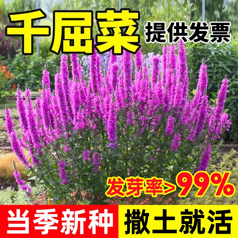 水生植物千屈菜种子四季易