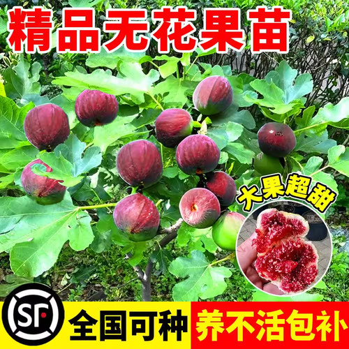 无花果树果苗特大果盆栽水果波姬