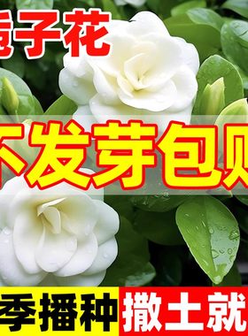栀子花种四季播种易活开花