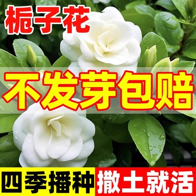 栀子花种四季播种易活开花