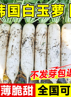韩国白玉春萝卜种子长籽九