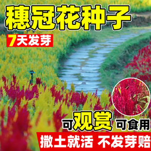凤尾鸡冠花种子四季开易活鸡冠花种籽庭院耐热耐寒盆栽鸡公花苗