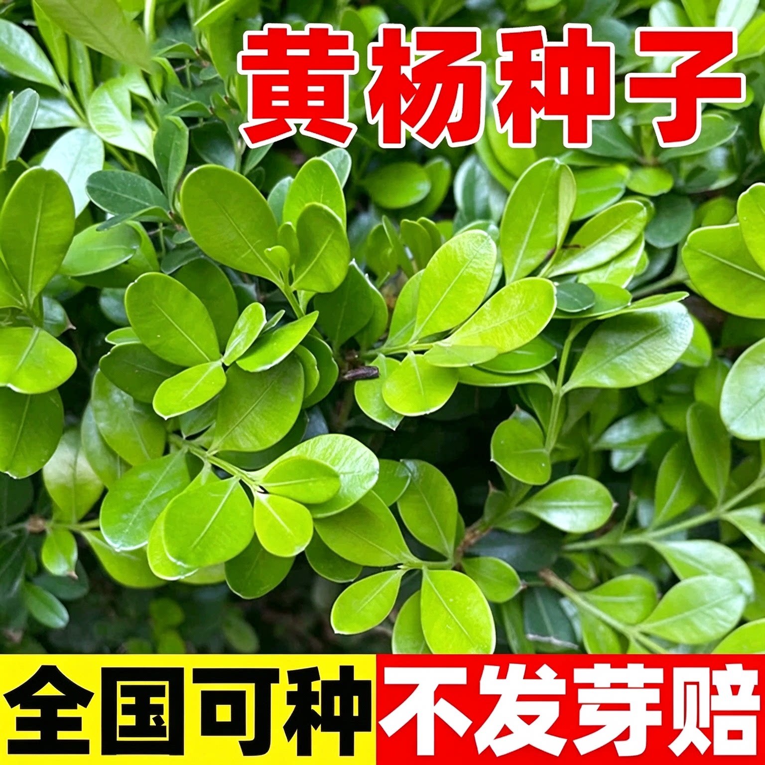 黄杨种子瓜子黄杨木树种大小叶黄杨籽法国日本冬青龟甲冬青种子籽