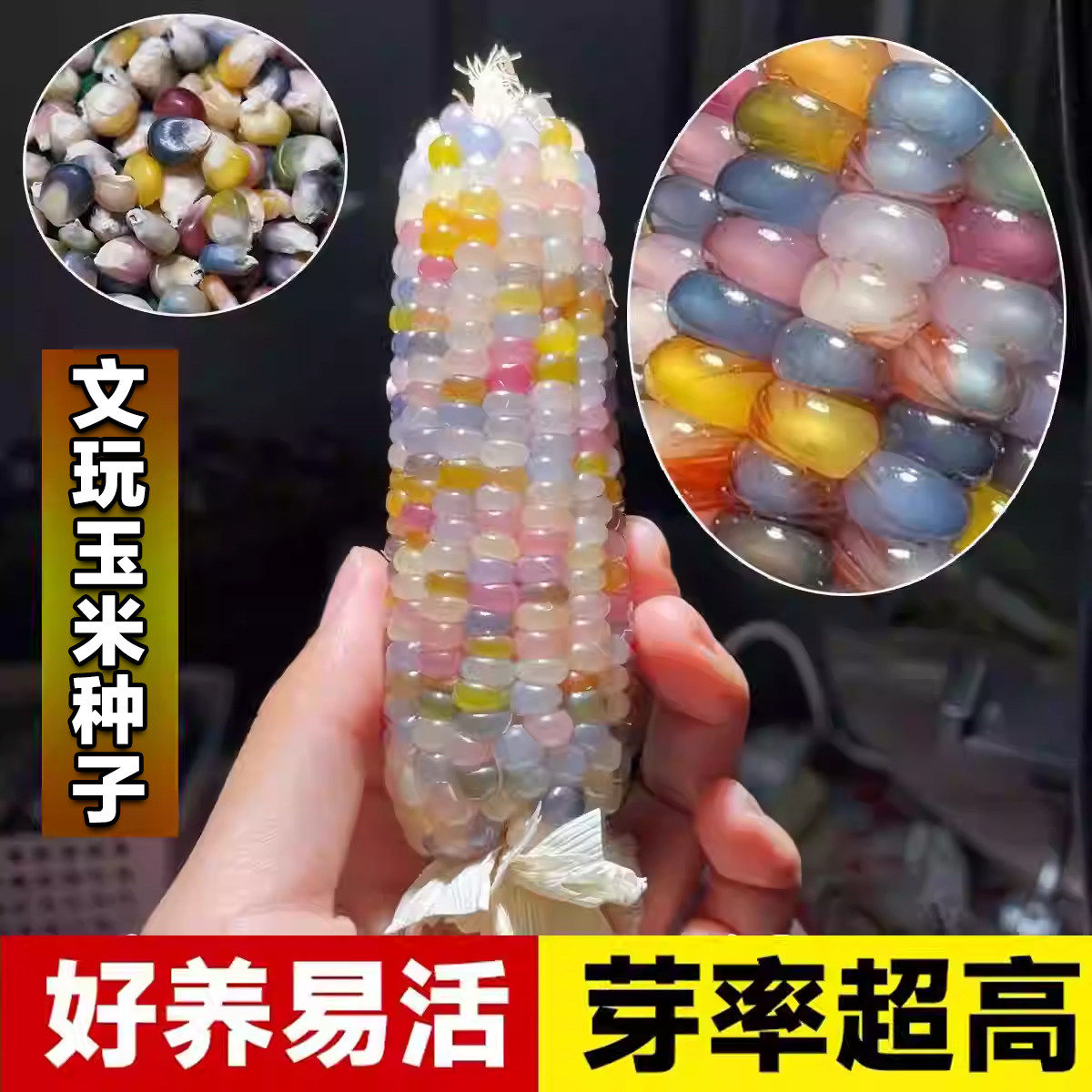 文玩玉米种子七彩玻璃宝石玉米种图片