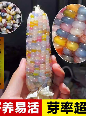 文玩玉米种子七彩玻璃宝石玉米种
