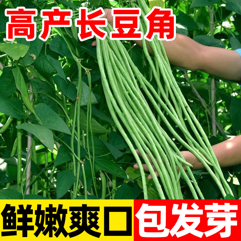 长豆角种籽无架长豆角种籽子压塌架豇豆四季豆角种孑蔬菜种子大全
