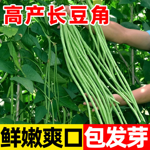 豆角种籽大全豇子长无架四