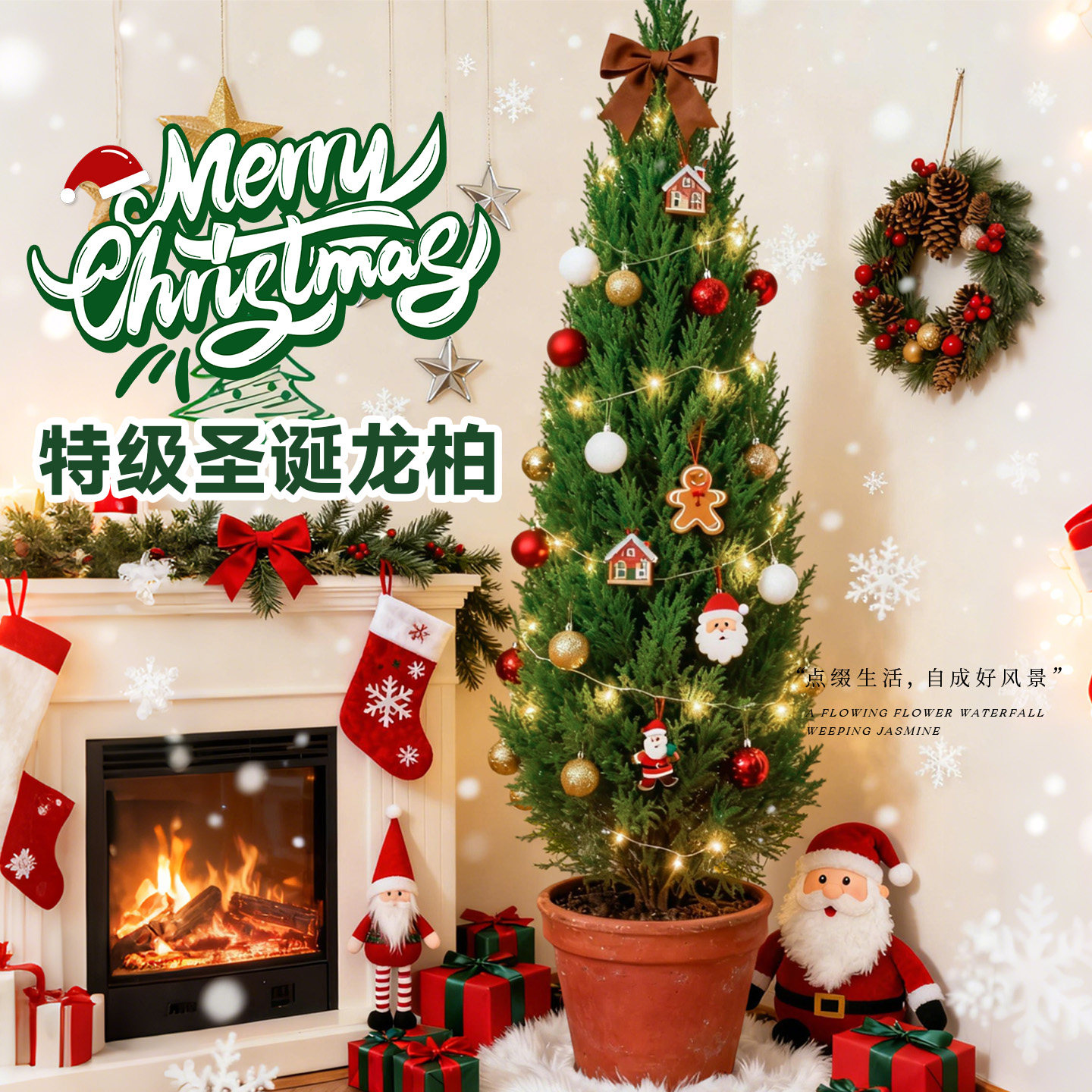 圣诞树真树龙柏树苗松柏盆栽松