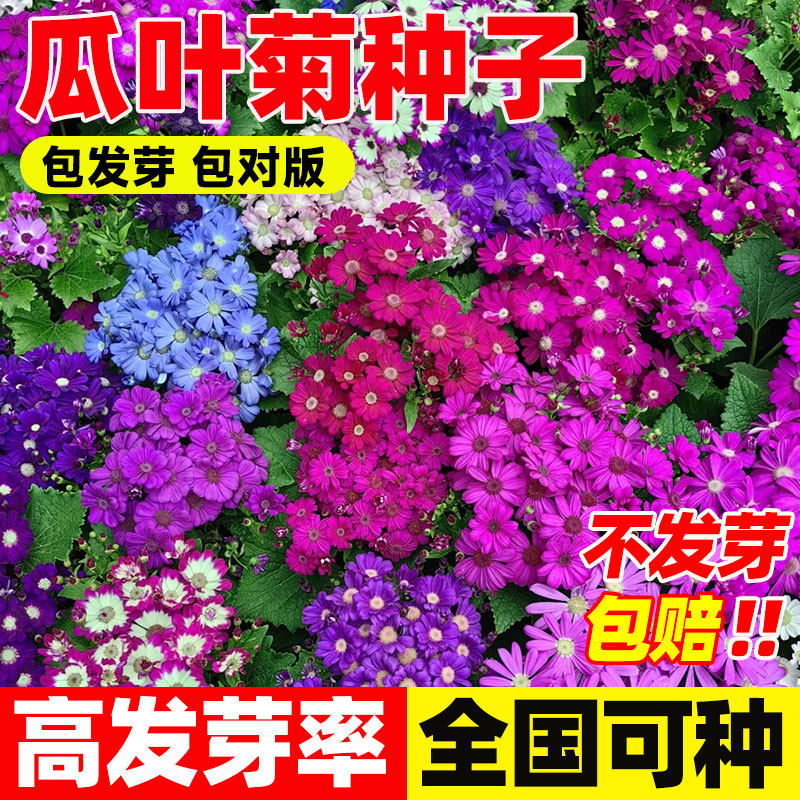 瓜叶菊花种子四季播大花室内外阳台庭院易种混合花卉观花植物盆栽